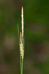 Upright sedge